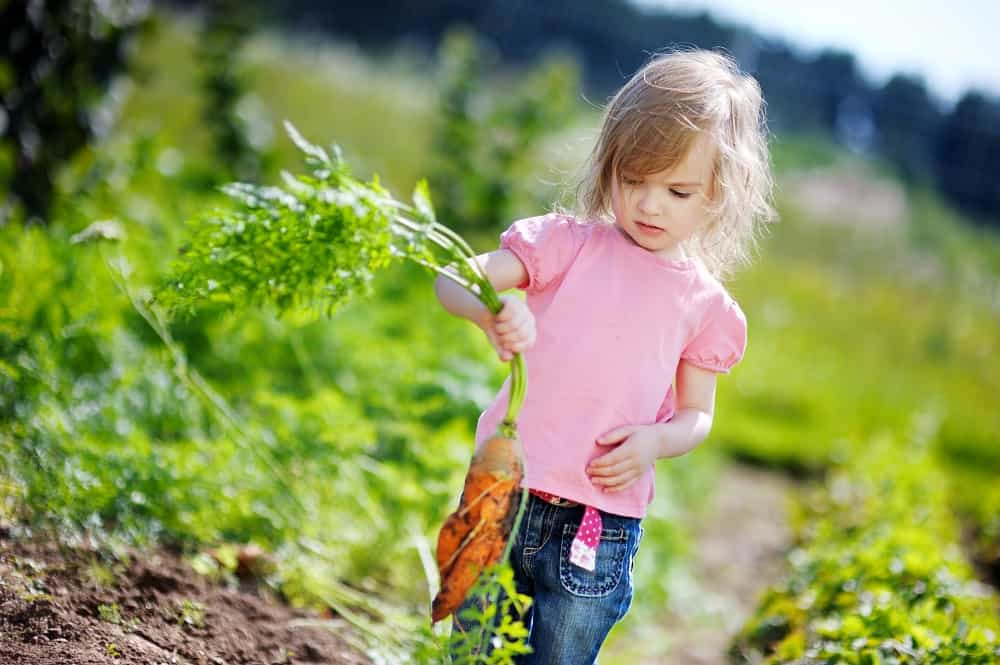 a little adventurous eater picking carrots in a garden