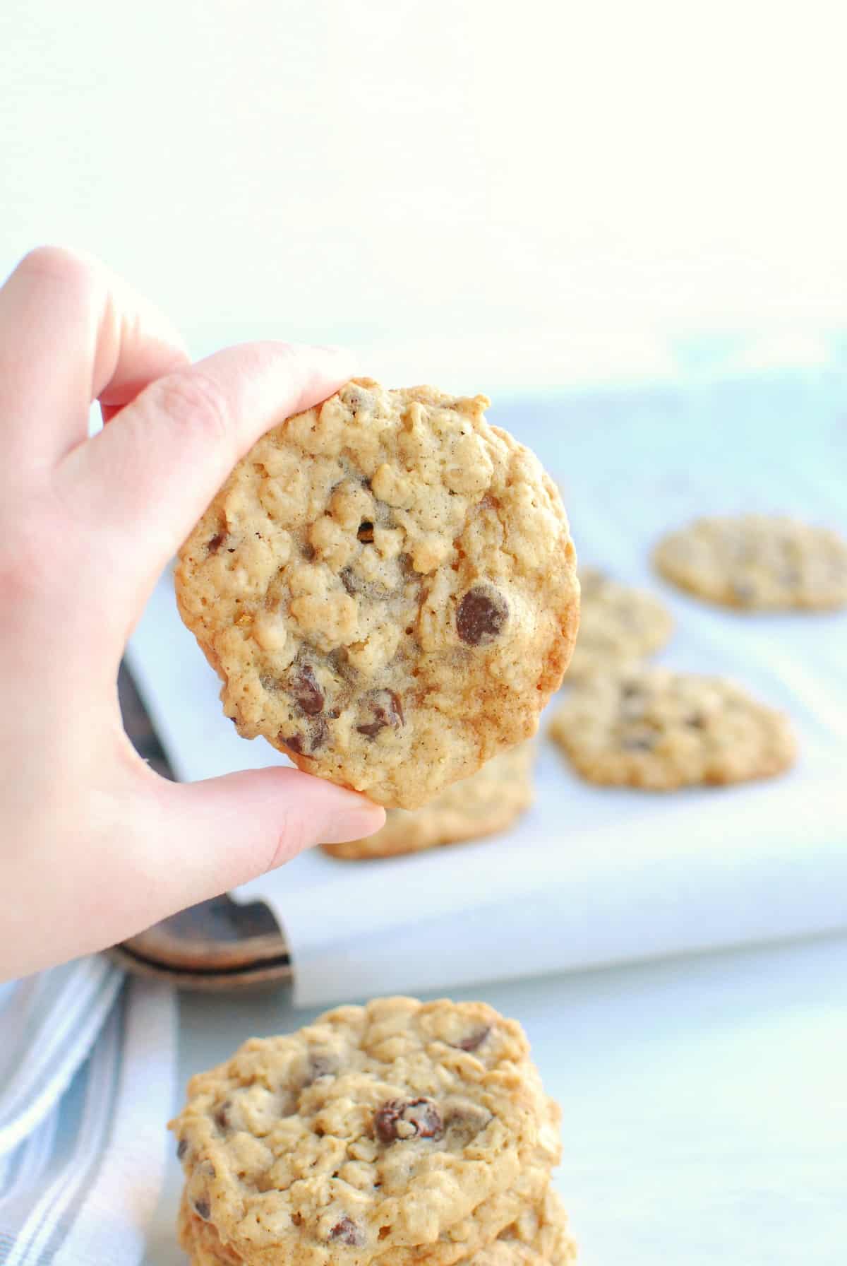 A woman's hand holding a dairy free oatmeal cookie with chocolate chips and walnuts.